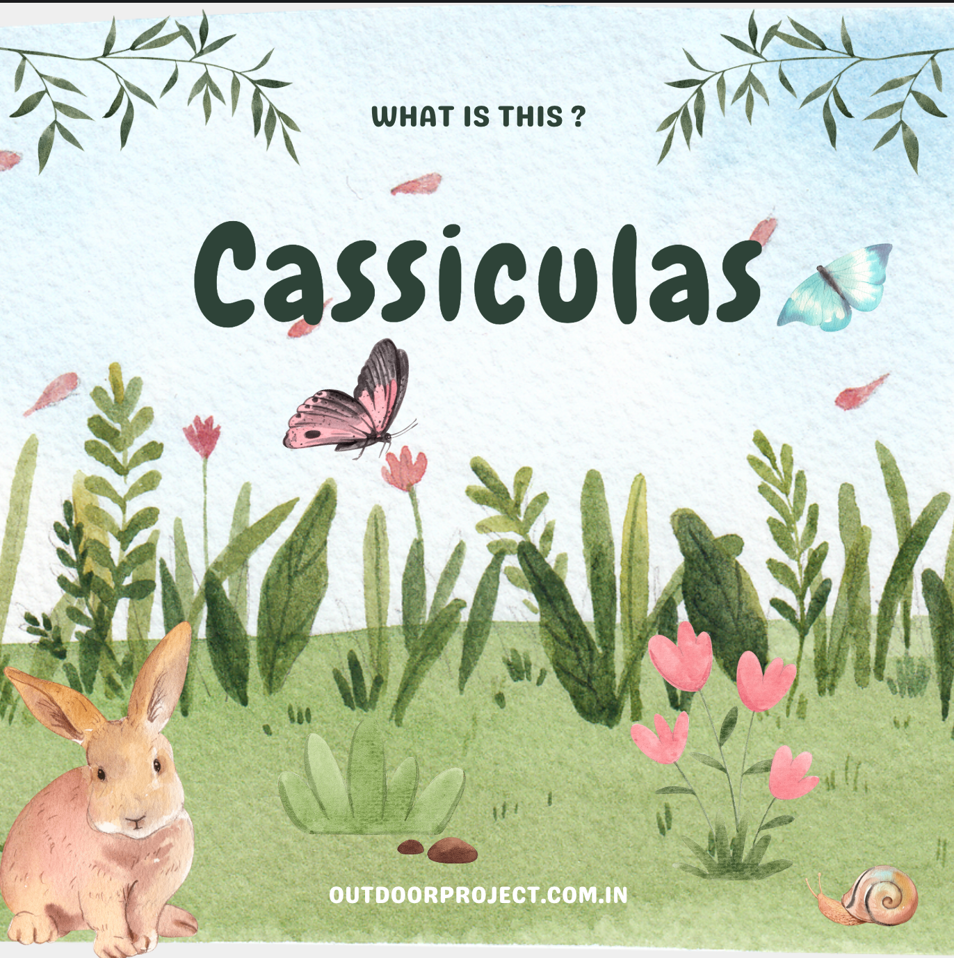 Cassiculas